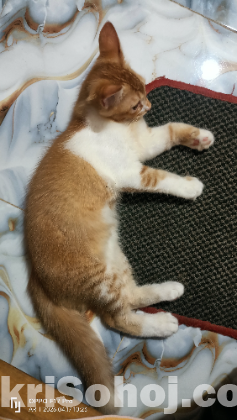 মিক্সড মেল ক্যাট